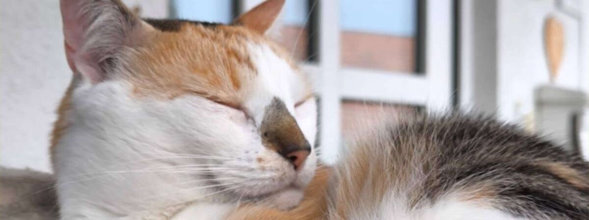 Katze vom Synchronsprecher Christopher Maximilian Zunke beim Mittagsnickerchen. Sie erholt sich, liegt zusammengekuschelt im kühlen Schatten auf einer Terrasse. Bereit für das nächste Projekt? Dann schreiben Sie uns!